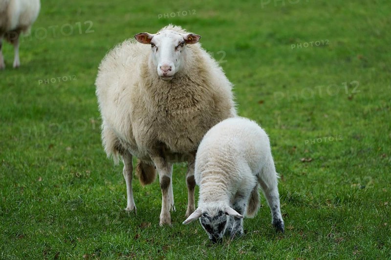 A sheep and a lamb stand on a green meadow, the lamb eats grass, sheep with small lambs on a green meadow, borke, germany