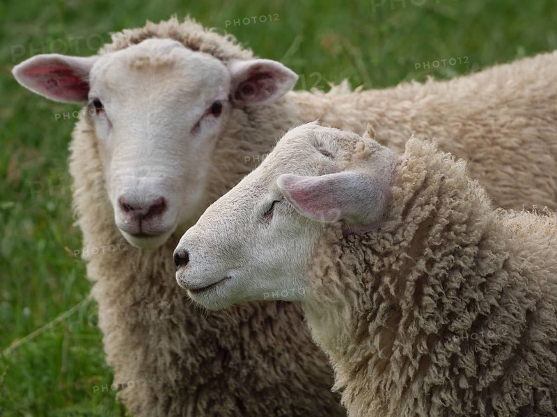 Close-up of two sheep on a green meadow, one looking peacefully, Velen, North Rhine-Westphalia, Germany, Europe
