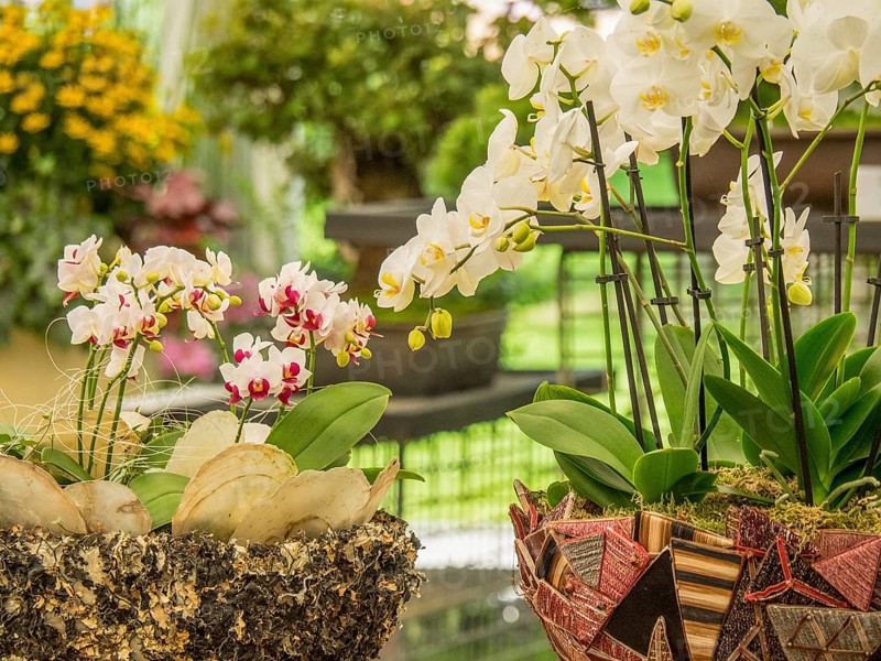 Various potted plants with white and pink orchids in an interior, Bad Lippspringe, Germany, Europe
