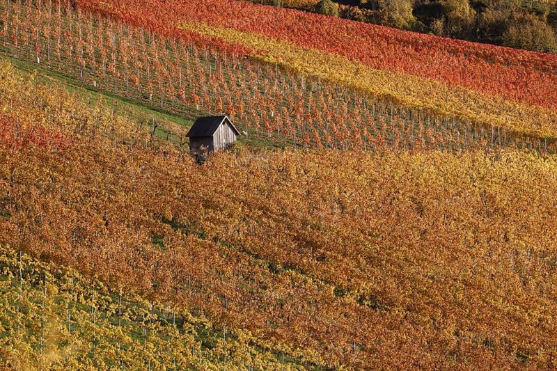 Vineyards in Autumn, View from the Wartberg, Heilbronn, Baden-Württemberg, Germany, Europe