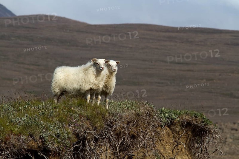 Sheep in the Icelandic highlands