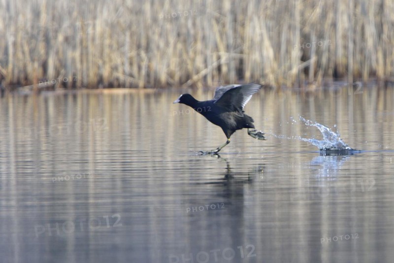 Eurasian Eurasian Coot on a pond, coot during the mating season