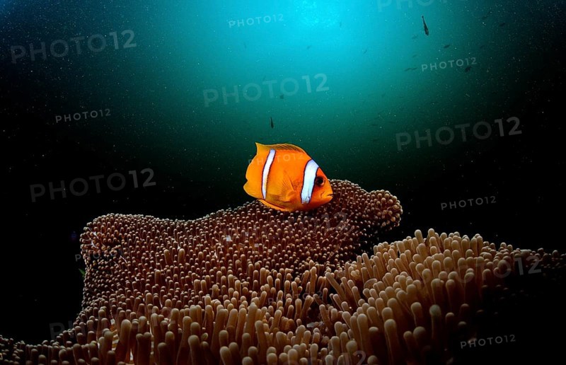 Red Sea Anemonefish, Amphiprion bicinctus, Djibouti, Djibouti, Africa, Afar Triangle, Gulf of Aden, Gulf of Tadjourah, Africa