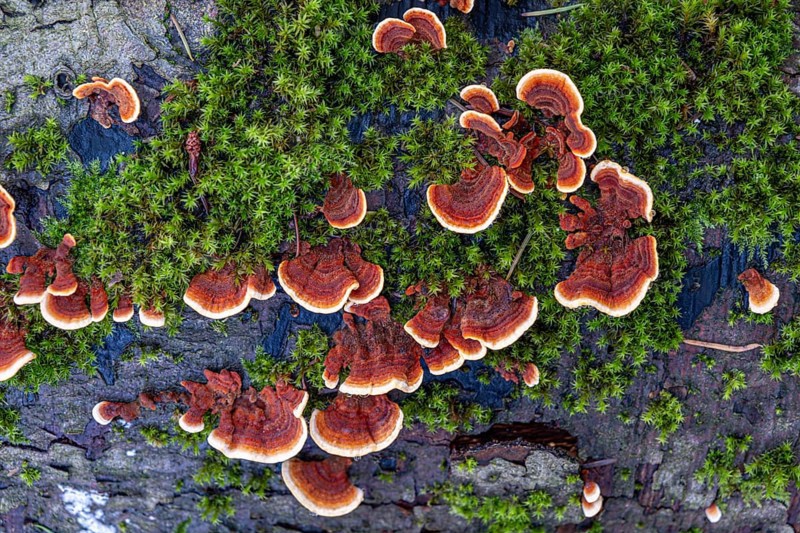 Tree fungi (xylobionts) on dead wood in the forest, Offenbach am Main, Hesse, Germany, Europe