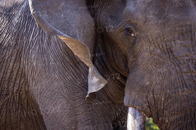 African elephant (Loxodonta africana) portrait, detail, close-up, Manyeleti Game Reserve, South Africa, Africa