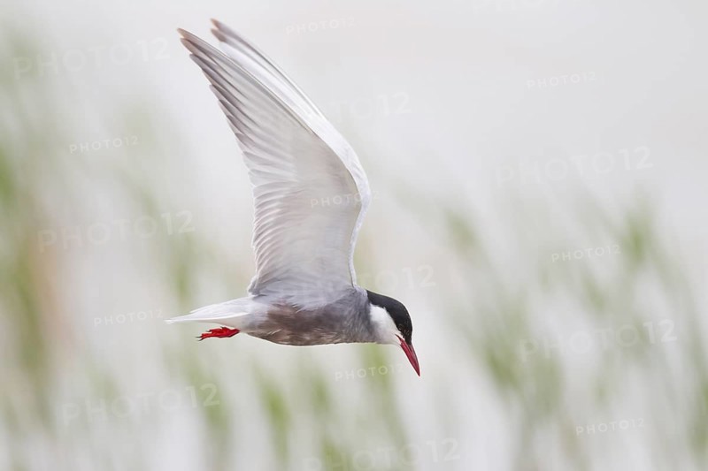 White-bearded Tern, Chlidonias hybrida, Whiskered Tern