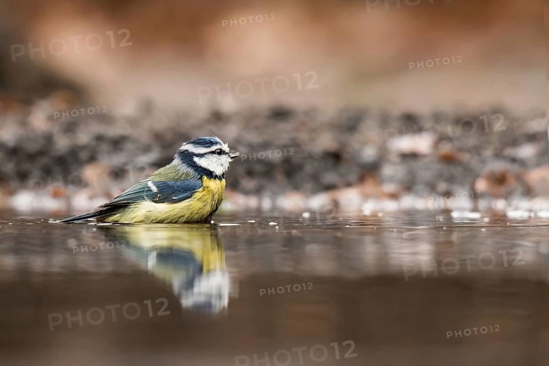 Blue tit takes a bath