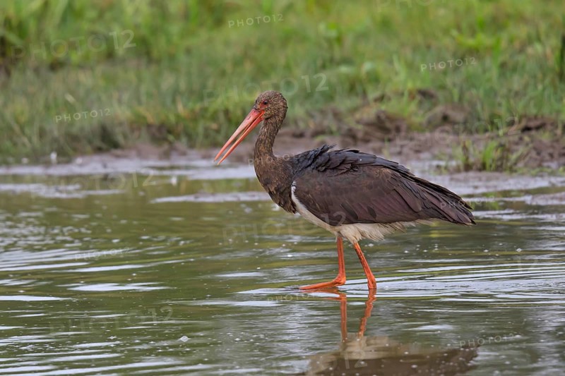 Young black stork foraging for food