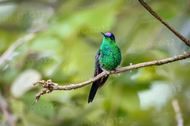 Close-up of a Violet-capped woodnymph perched on a branch against defocused background, front view, Serra da Mantiqueira, Atlantic Forest, Itatiaia, Brazil, South America