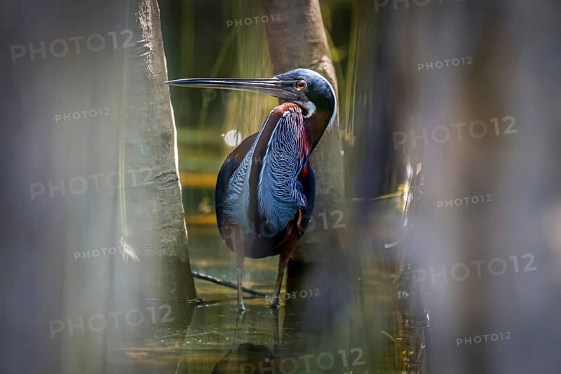 Agami Heron on a tree branch against green natural background, Pantanal Wetlands