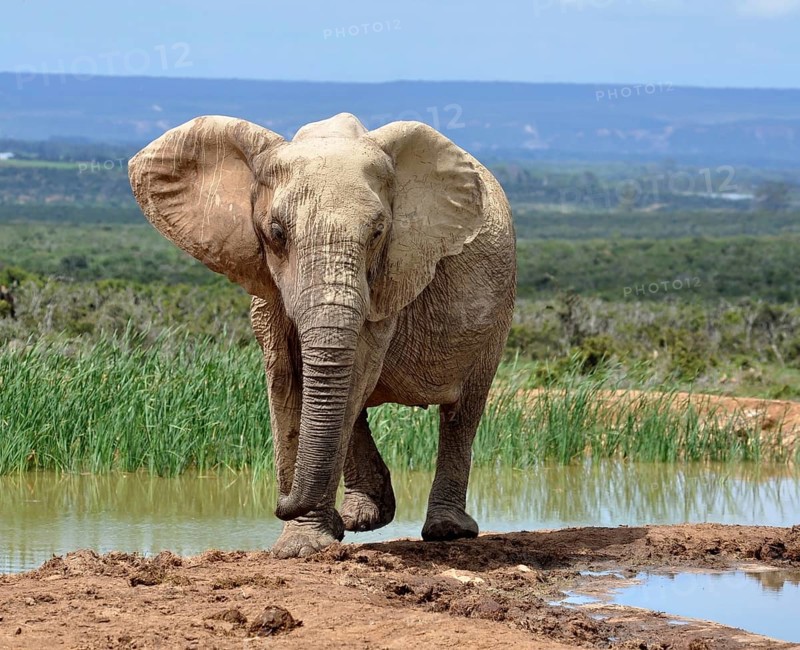 A female African Elephant in the Addo Park, South Africa, Africa