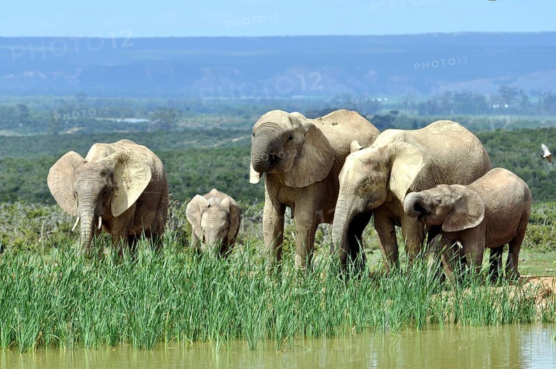 African Elephant herd in the Addo Elephant National Park, South Africa, Africa