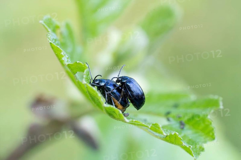 Agelastica alni (Agelastica alni), mating on leaf, North Rhine-Westphalia, Germany, Europe