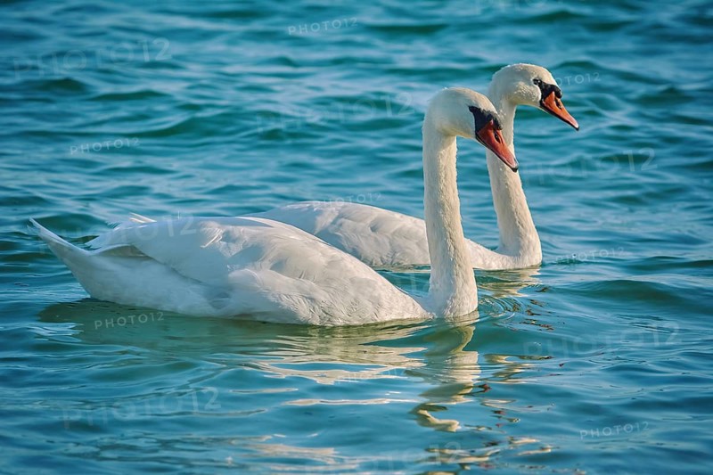 Pair of White Swans in the Black Sea Bay Varna, Bulgaria, Europe