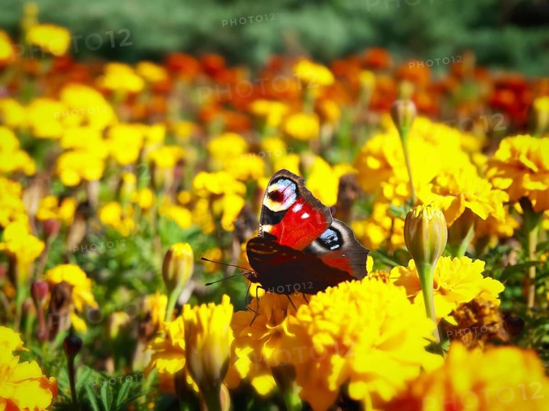 Butterfly at yellow flower, sunny bright day