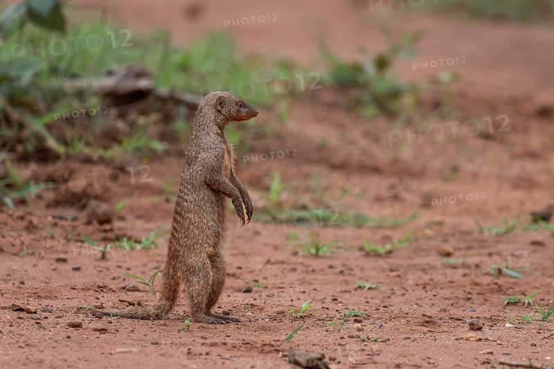 Zebra mongoose (Mungo mongoose), Qwabi Private Game Reserve, Biosphere Reserve, Limpopo, South Africa, Africa