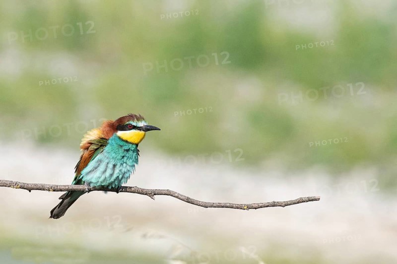 Merops apiaster, italy