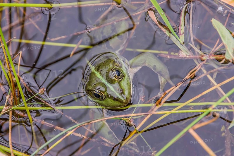 Edible Frog looks out of the water