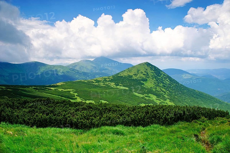 Pine bush in Carpathians witn clear blue sky