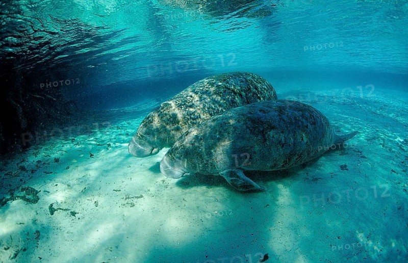 Round-tailed manatee, mother and calf, Trichechus manatus latirostris, USA, Florida, FL, Crystal River, North America