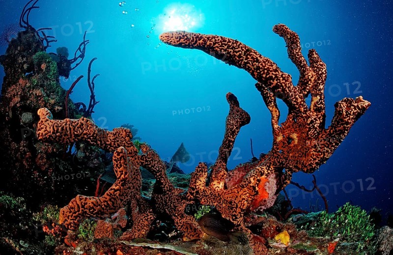 Caribbean tubular sponge, Aplysinia lacunosa, Catalina, Caribbean Sea, Dominican Republic, Central America