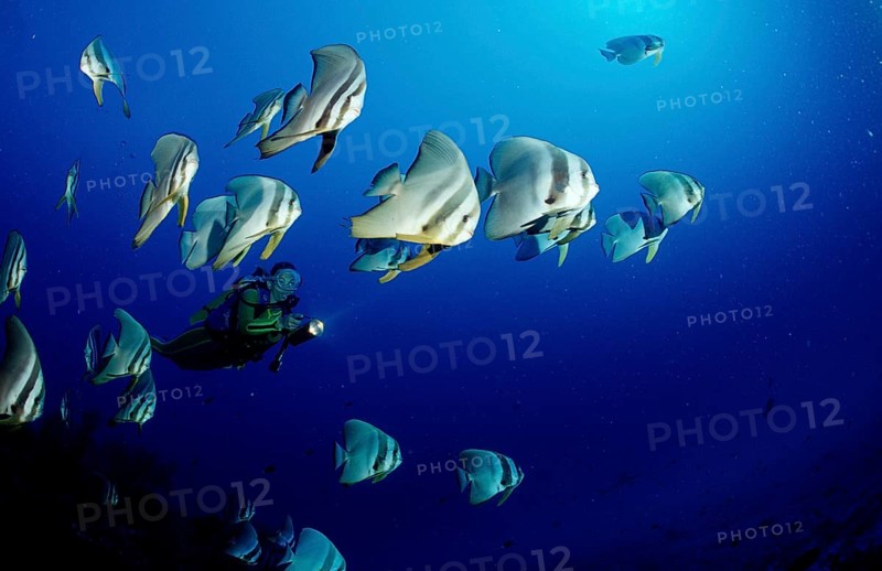 Longfin batfish and diver, Platax teira, Maldives, Indian Ocean, Ari Atoll, Asia