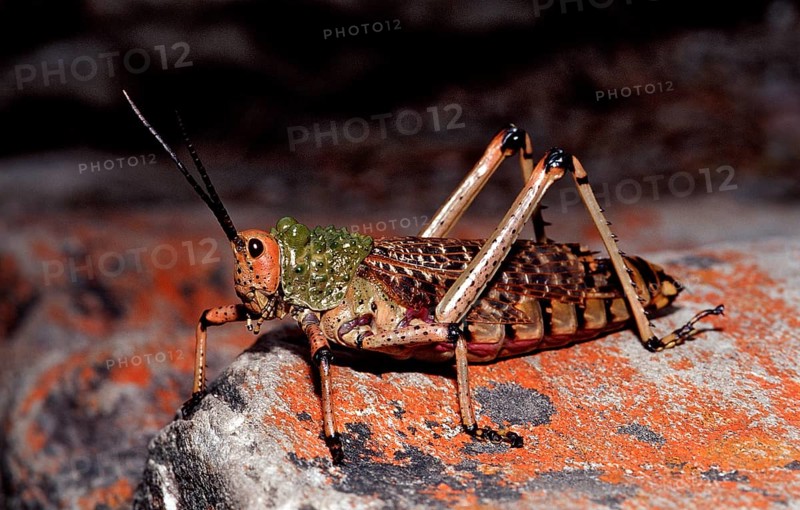 African grasshopper, Phymateus sp., South Africa, Tsitsikamma National Park, Otter trail, Africa
