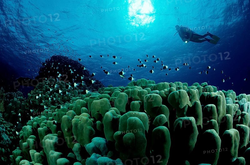 Diver and stony coral reef, Egypt, Zabargad, Zabarghad, Red Sea, Africa