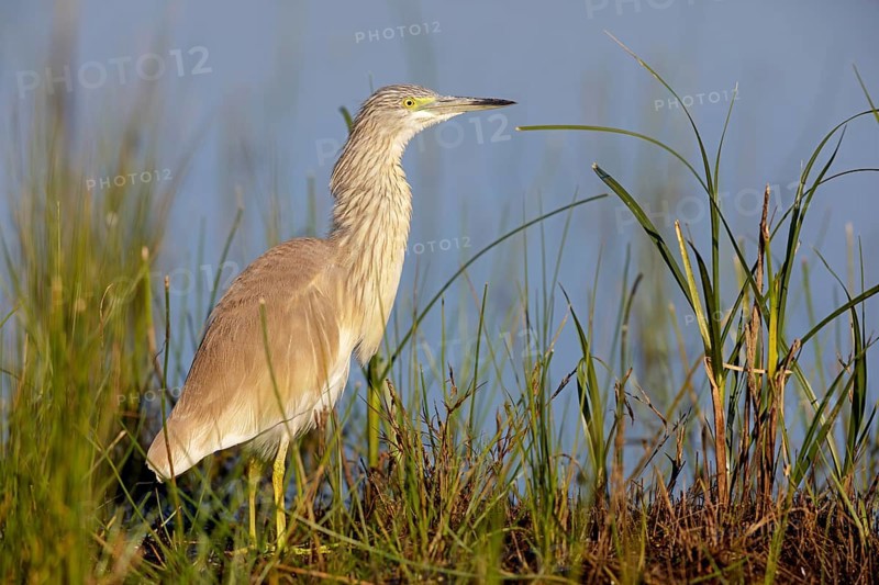 Squacco heron, heron, animals, birds, biotope, foraging, (Ardeola ralloides), Lesbos, Greece, Europe