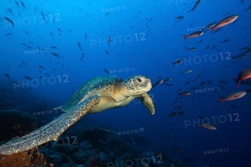 Green turtle, Chelonia mydas, Wolf Island, Galapagos, Ecuador, South America