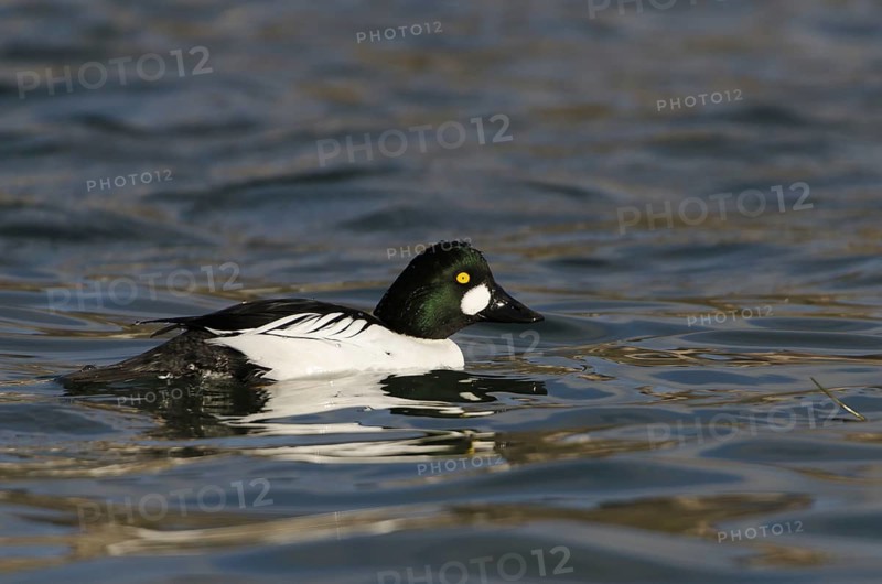 Common goldeneye, male (Bucephala clangula)