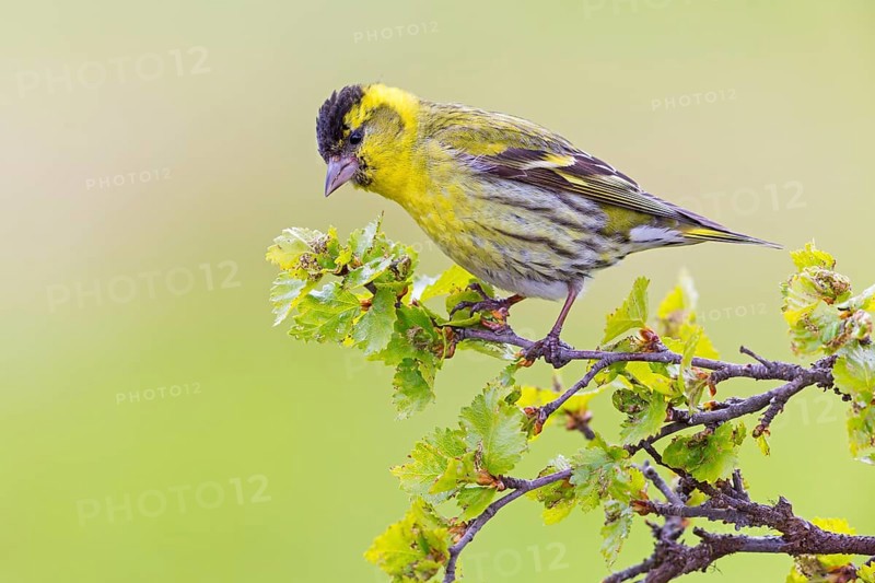 Siskin, (Carduelis spinu), animals, birds, siskin, subfamily of goldfinches, Varanger Bird Park, Finnmark, Norway, Europe