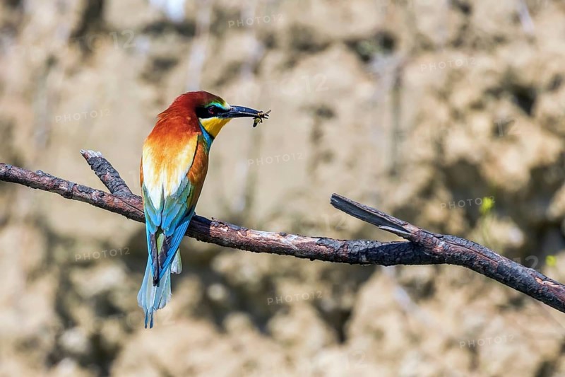 European Bee Eater (Merops Apiaster)