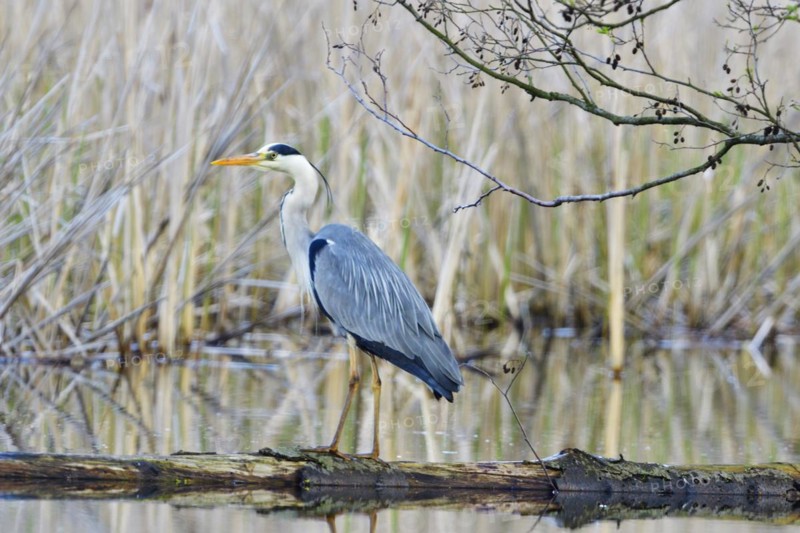Grey heron waiting for prey. Grey heron fishing