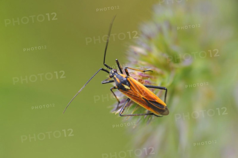 Meadow plant bug (Leptopterna dolabrata) ? Miridae (soft bugs), one male. Meadow plant bug