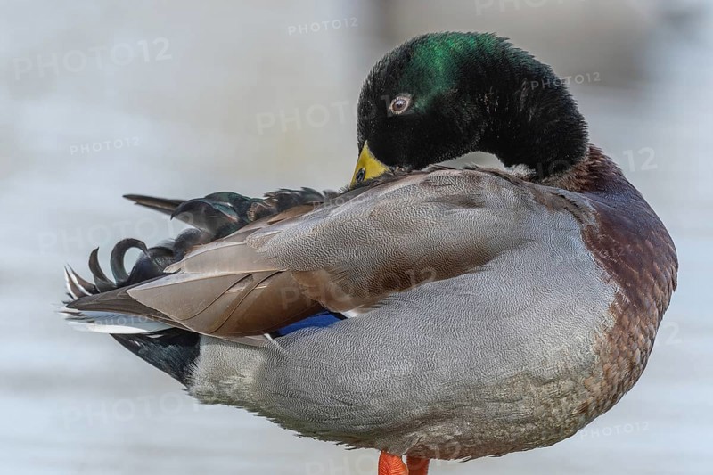 Male mallard duck (Anas platyrhynchos) resting by a river in spring. Bas Rhin, Alsace, France, Europe