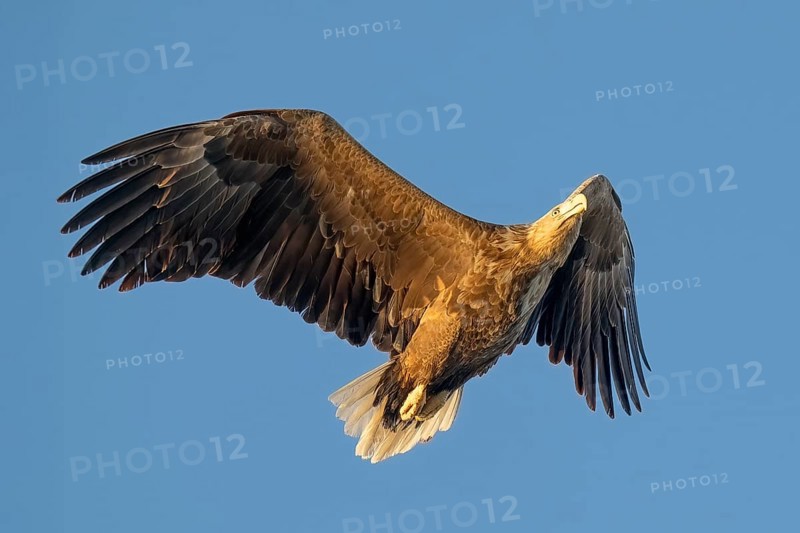 White-tailed eagle (Haliaeetus albicilla), Norway, Lofoten Islands, Europe