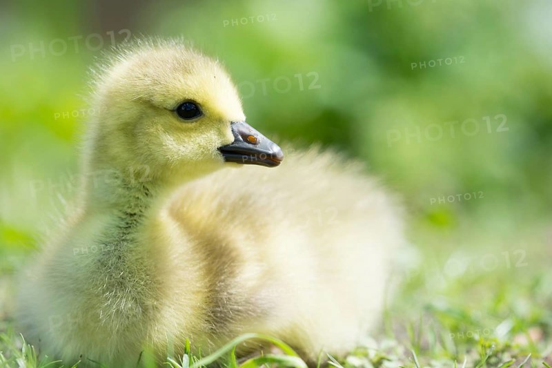 Little baby Canada goose