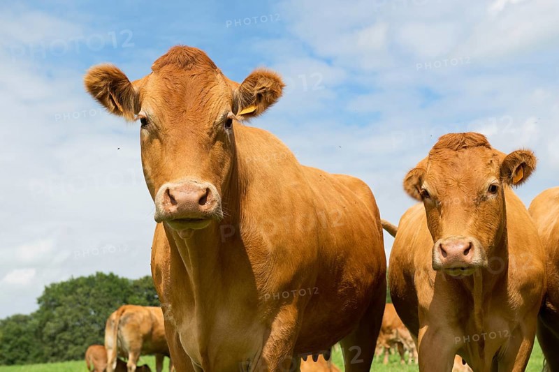 Typical Limousin cows in the French pastures