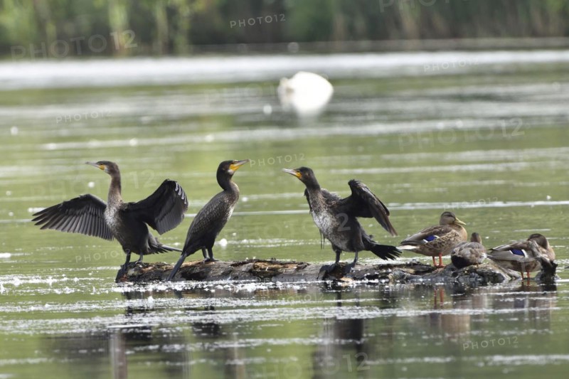 Cormorants in the Upper Lusatian pond area, Phalacrocorax carbo, Great Cormorant