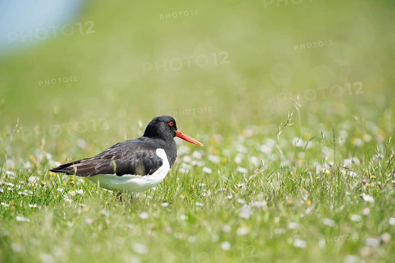 Eurasian oystercatcher in grass near the water