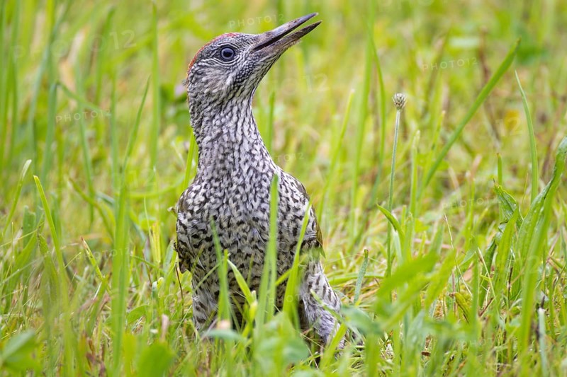 Green woodpecker, Picus viridis, young bird, juvenile sitting in the grass
