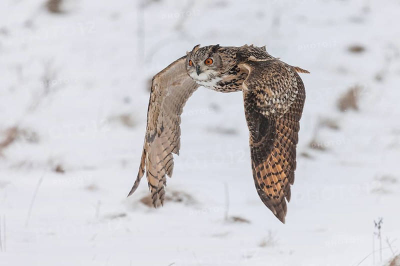 A captive Eurasian eagle owl (Bubo Bubo) at bird of prey nature reserve in winter with snow on the ground an gently falling
