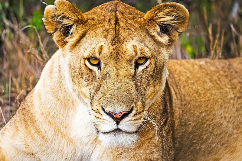 Lion in the wild in the African savannah. Lion - predator felines