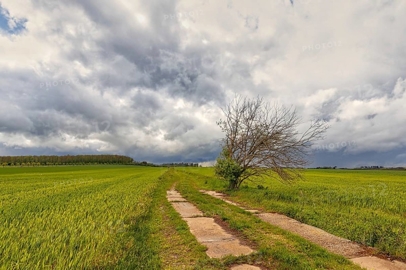 Harz landscape Selketal
