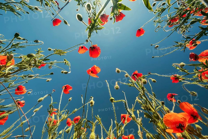 Bottom view of the red poppies and blue sky. Summer poppy field