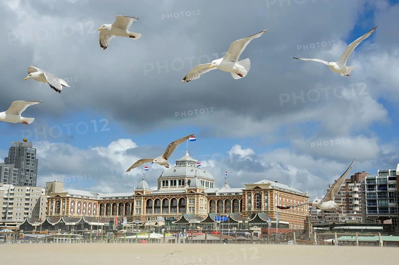 Seagulls on the beach in front of the Steigenberger spa hotel Hotel, Scheveningen, The Hague, Dutch North Sea coast, Zuid-Holland, Nederland, the Netherlands