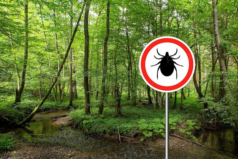 Tick insect warning sign in infected forest. Lyme disease and meningitis transmitter