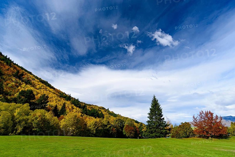 Forest with autumn leaves in Arrowtown, New Zealand, Oceania