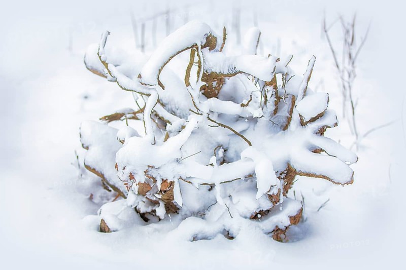 The texture of the branches covered in snow. Winter tree